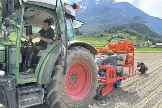 Etienne Tornay au volant de son tracteur, lors de la plantation des edelweiss
